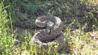 A really close call this rattlesnake has hops [upl. by Bainter844]