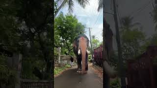 പല്ലാട്ടെ കുട്ടി❤️ elephantfunnyvideos comedy funny aanapremi aanakeralam [upl. by Trudie]