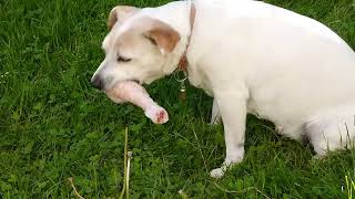 Hund äter ett halvfruset kycklingben Dog eats a halffrozen chicken leg [upl. by Solokin]