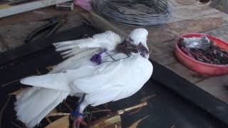 Ловля Ястреба на живцаголубя Как сделать ловушку How to make a live bite on a hawk with a pigeon [upl. by Alurd]