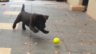 Labrador puppy playing with tennis balls [upl. by Chinua775]