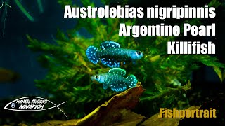 Austrolebias nigripinnis  Argentine Pearl Killifish [upl. by Austin]