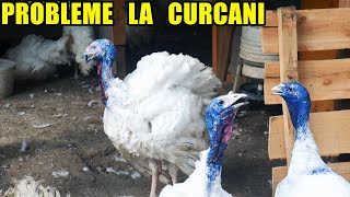 difterovariola atacă  DE CE au CURCANII mei CAPUL ALBASTRU  Probleme la curcani 🦃🦃 [upl. by Airetnahs]