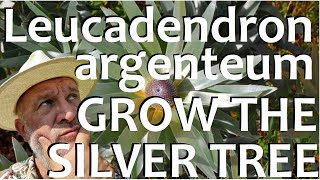 How to Grow Plant and Care for the Silver Tree Leucadendron argentuem [upl. by Admama]