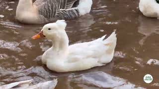 ATUALIZAÇÃO DAS AVES AQUÁTICAS GANSOS PATOS MARRECOS I Sítio Xavier [upl. by Clements]