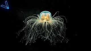 The Strange But Incredible Immortal Jellyfish [upl. by Lily]