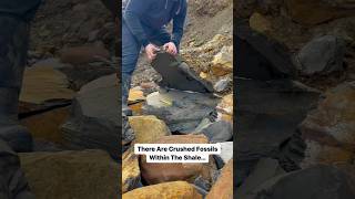 Finding fossils on the beach for Ammonites Splitting Spherical Stones For Fossils fossil beach [upl. by Matland]