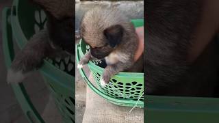 New puppy Max comment na new video [upl. by Lynnell450]