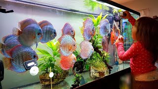 Adding New Discus Fishes to my Beautiful Discus Aquarium Plants [upl. by Alleuqahs]