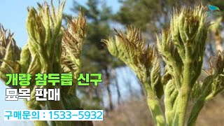 신바람 플랜트 협력농가 판매상품 나무장터com개량 참두릅 신구 묘목 판매 [upl. by Alroi677]