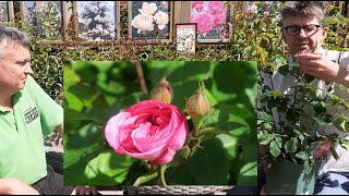 Garden centre new plant arrivals and David Austin rose talk [upl. by Eirb]