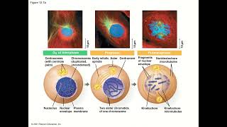 General Biology College  Chapter 12  The Cell Cycle [upl. by Adaynek]