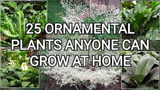 Easy to Grow Ornamental Plants  Plants in the Philippines [upl. by Walker507]