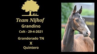 1 Grandino Grandorado TN x Quintero [upl. by Phineas]