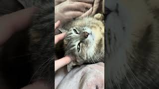 Massaging my cats bald spots cats funny cute [upl. by Gessner]