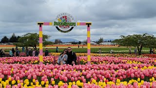 Skagit Valley Tulip Festival 2023 [upl. by Willcox190]