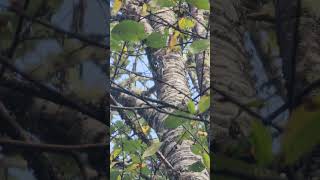 Redbreasted Sapsucker hard at work nature birds woodpecker [upl. by Acinomahs617]