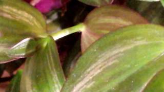 A SADLOOKING Tradescantia zebrina  Spiderwort or Wandering Jew [upl. by Boswall]