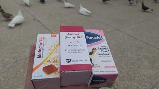 Panadol syrup  Amoxil syrup  Metodine DF syrup for Pigeons in winter season [upl. by Ann]