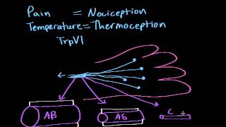 Pain and Temperature [upl. by Eart]