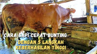 Cara Sapi Cepat Bunting  Dengan 5 Langkah Keberhasilan Tinggi [upl. by Sallee]