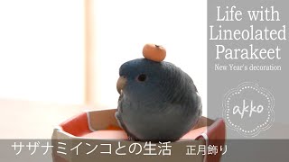 Life with Lineolated Parakeet 016 New years decoration サザナミインコとの生活 正月飾り [upl. by Adda933]