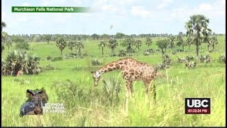 ROAD DIVERSON THROUGH MURCHISON FALLS NATIONAL PARK I MAY 23 2024 [upl. by Wilone662]