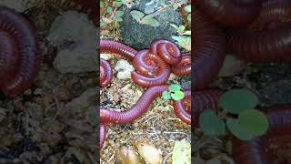 I Tried Millipede Bait for 30 Days and It Changed Everything 8 [upl. by Joappa]