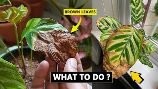 5 Reasons Calathea leaves turning brown and crispy [upl. by Loredo985]