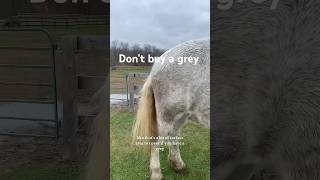 Don’t buy a grey🤦‍♀️😂 horse greyhorse drafthorse percheron equestrian shorts [upl. by Tatiania]