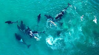 ORCAS FROM THE DRONE PREDATION ON FEMALE ELEPHANT SEAL [upl. by Veronique]