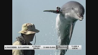 Dolphins working security at a US Naval base [upl. by Nednal]