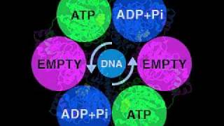 DNA Helicase structure and function flv [upl. by Attenev481]