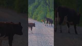 Asfalto chegando na carretera austral bom para os locais um pouco triste para os aventureiros [upl. by Esirahc343]