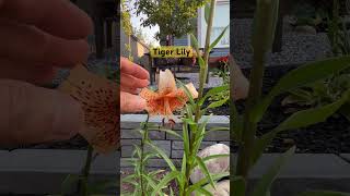 Tiger Lily tiger tigerlily lily flowers nature naturelovers [upl. by Domella464]