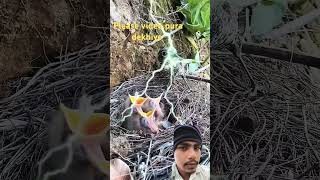 In Panchi Mata pita ke liye like kar shorts birds video [upl. by Shwalb624]