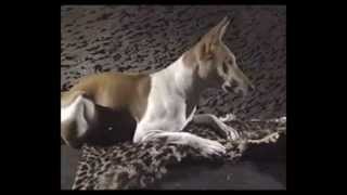 Le Basenji [upl. by Assirralc]