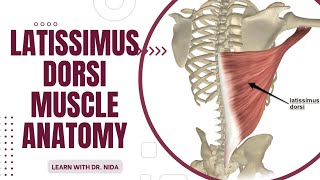 Latissimus Dorsi Muscle Anatomy Origin Insertion Nerve Supply amp Action Explanation [upl. by Hefter]