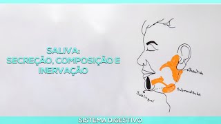 Saliva Secreção composição e inervação [upl. by Jeffy]