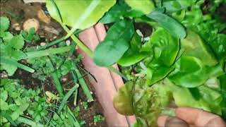 Ħaxix frisk filqsari growing baby greens in pots [upl. by Ecnav]