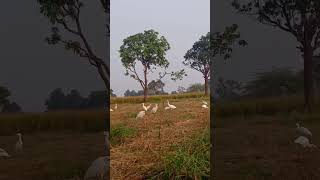 Aman ki Yad bachpan ki hai yari yari totiya mohalle per ❤️❤️🦢🦢 [upl. by Surtimed641]