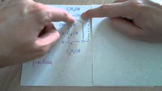 Ciclación de la fructosa cetohexosa [upl. by Horne]