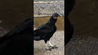 Beautiful Black Vulture More Docile Less Ferocious vulturesbeautifulmusic [upl. by Alet]