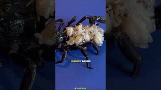 Wolf spider viralfactsvideo amazingsfacts trendingfacts [upl. by Illak]