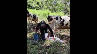 Como preparar Calostro en el campo siembraycosecha naturaleza frutas plantas siembra cosech [upl. by Kalina]