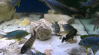 Petrochromis famula moliro and Petrochromis macrognathus katete [upl. by Ck477]