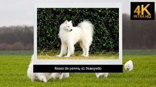 Razas de perro el Samoyedo [upl. by Janeva]