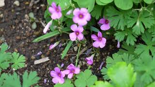 やっと春が来た！ ⑦イモカタバミ！ Oxalis articulata Savigny [upl. by Neufer575]