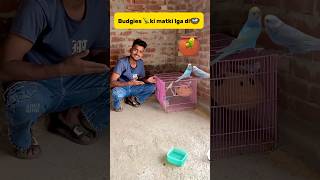 Budgies 🦜ki matki lga di🪺 petlover pigeon minivlog budgieslovers kabutar budgiesfam birds [upl. by Salocin698]