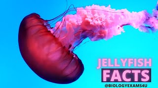 10 Jellyfish FACTS [upl. by Nniw]